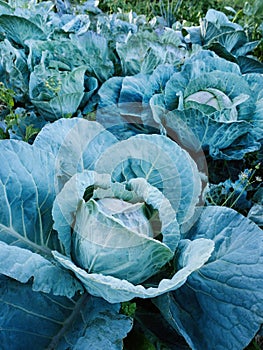 Fresh ripe heads of green cabbage (Brassica oleracea) with lots of leaves growing in homemade garden plot.