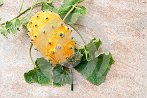 Fresh ripe horned melon, kiwano with vine and leaves, Cucumis metuliferus, on ceramic background