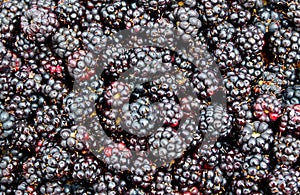 Fresh ripe juicy blackberries as a background.Blackberry close up.Rubus fruticosus.Healthy food or diet concept.