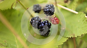 Fresh ripe organic blackberries on the bush