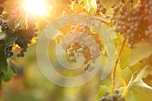 Fresh ripe juicy grapes growin branches in vineyard