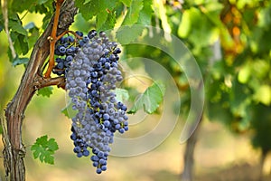 Fresh ripe juicy grapes growing in