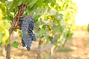 Fresh ripe juicy grapes growing in