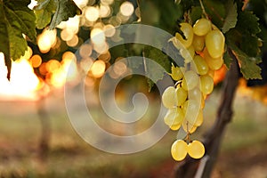 Fresh ripe juicy grapes growing in