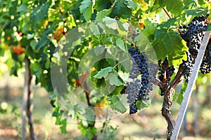 Fresh ripe juicy grapes growing in