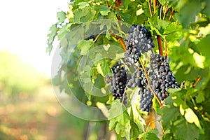 Fresh ripe juicy grapes growing in