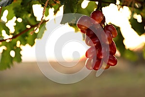 Fresh ripe juicy grapes growing