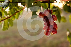 Fresh ripe juicy grapes growing