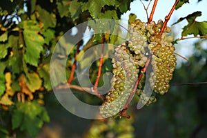 Fresh ripe juicy grapes growing