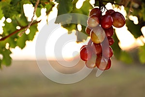 Fresh ripe juicy grapes  in vineyard