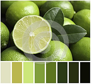 Fresh ripe juicy limes and color palette. Collage