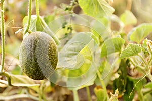 Fresh ripe juicy melon growing