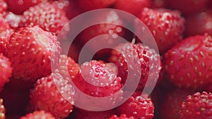 Fresh and ripe, juicy strawberries. Forest red wild strawberry. Pan.