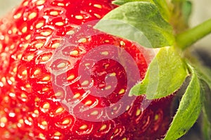 fresh ripe juicy strawberry close up /fresh ripe juicy strawberry close up. Dessert. Gourmet food