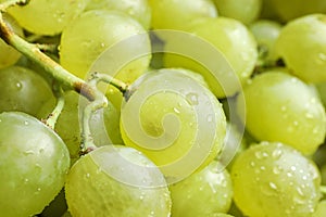 Fresh ripe juicy white grapes as background