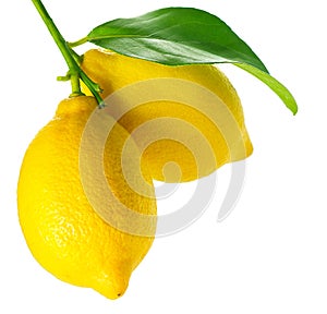 Fresh and Ripe Lemons