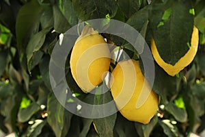 Fresh ripe lemons growing on tree