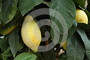 Fresh ripe lemons growing on tree outdoors