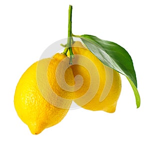Fresh and Ripe Lemons photo