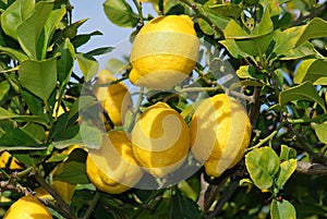 Fresh ripe Lemons at tree photo