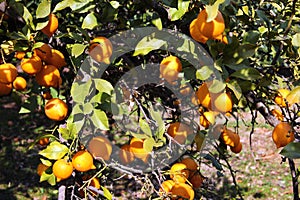 Fresh ripe lemons at wintertime in an orchard in Antalya region of Mediterranean coast of Turkey
