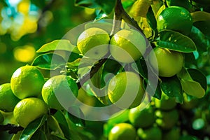 fresh ripe limes on a branch of a lime tree, Generative AI