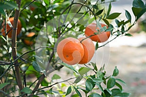 Fresh ripe Mandarin oranges oFresh ripe Mandarin oranges on tree in gardenn tree in garden photo