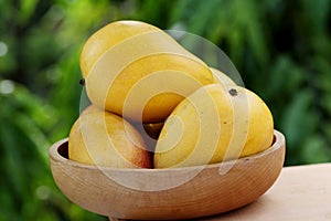 Fresh ripe mangoes against green background