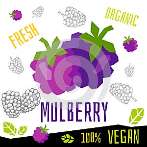 Fresh ripe mulberry berry berries fruits organic vegan food vector hand drawn illustrations