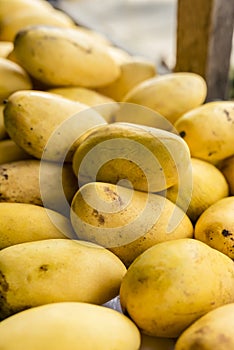 Fresh and ripe native Carabao Mangoes, on display and for sale at a local market store