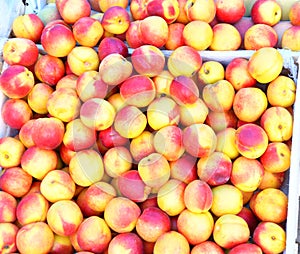 Fresh and ripe nectarines