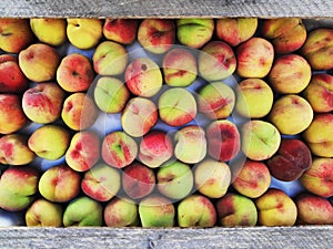 Fresh, ripe nectarines in wooden boxes for sale at a market. Close up. Fruit, summer concept