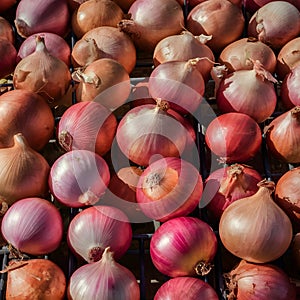 Fresh ripe onion heads displayed at agricultural fair, market scene