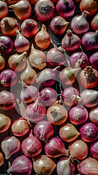 Fresh ripe onion heads displayed at agricultural fair, market scene