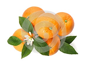 Fresh ripe oranges with green leaves and flower on white background, top view