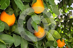 Fresh ripe oranges growing on tree outdoors