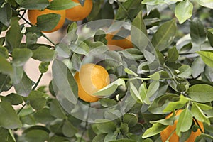 Fresh ripe oranges growing on tree outdoors