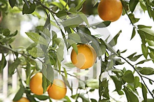 Fresh ripe oranges growing on tree outdoors
