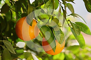 Fresh ripe oranges growing on tree on sunny day, closeup