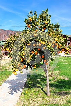 Fresh ripe oranges at wintertime in an orchard near Olympos mountain in Antalya region of Mediterranean coast of Turkey