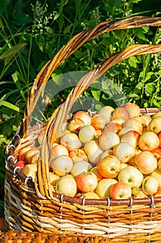 Fresh ripe organic apples in a large wicker basket on green grass outdoors. Autumn and summer harvest concept. Biofarm