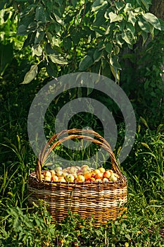 Fresh ripe organic apples in a large wicker basket on green grass outdoors. Autumn and summer harvest concept. Biofarm