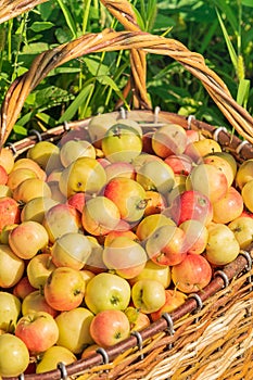 Fresh ripe organic apples in a large wicker basket on green grass outdoors. Autumn and summer harvest concept. Biofarm