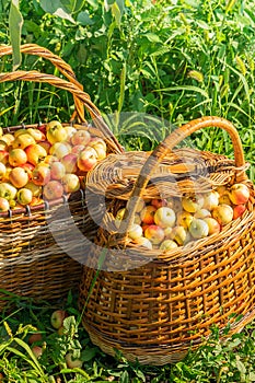 Fresh ripe organic apples in large wicker baskets on green grass outdoors. Autumn and summer harvest concept.