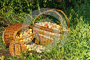 Fresh ripe organic apples in large wicker baskets on green grass outdoors. Autumn and summer harvest concept.