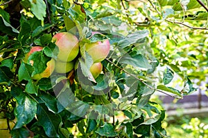 Fresh ripe organic apples on tree branch in apple orchard.