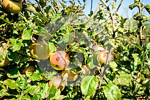 Fresh ripe organic apples on tree branch in apple orchard.