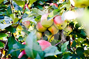 Fresh ripe organic apples on tree branch in apple orchard.