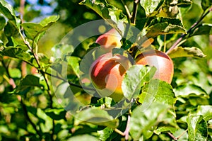 Fresh ripe organic apples on tree branch in apple orchard