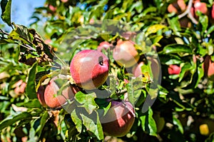 Fresh ripe organic apples on tree branch in apple orchard